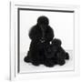 Toy Poodle Dog with Puppy-null-Framed Photographic Print