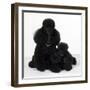 Toy Poodle Dog with Puppy-null-Framed Photographic Print