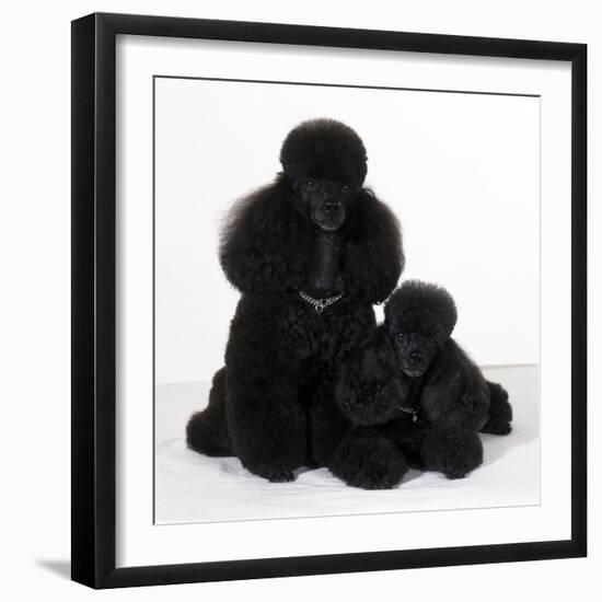 Toy Poodle Dog with Puppy-null-Framed Photographic Print