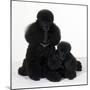 Toy Poodle Dog with Puppy-null-Mounted Photographic Print