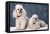 Toy Poodle Dogs-null-Framed Stretched Canvas