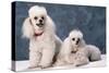 Toy Poodle Dogs-null-Stretched Canvas