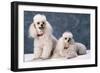 Toy Poodle Dogs-null-Framed Photographic Print