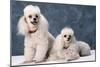 Toy Poodle Dogs-null-Mounted Photographic Print