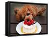 Toy Poodle Eats a Special Christmas Cake Made from Rice Powder and Natural Honey in Tokyo-null-Framed Stretched Canvas
