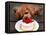 Toy Poodle Eats a Special Christmas Cake Made from Rice Powder and Natural Honey in Tokyo-null-Framed Stretched Canvas