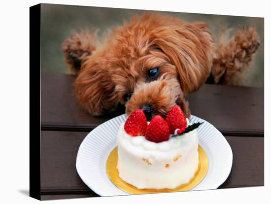 Toy Poodle Eats a Special Christmas Cake Made from Rice Powder and Natural Honey in Tokyo-null-Stretched Canvas