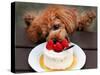 Toy Poodle Eats a Special Christmas Cake Made from Rice Powder and Natural Honey in Tokyo-null-Stretched Canvas