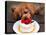 Toy Poodle Eats a Special Christmas Cake Made from Rice Powder and Natural Honey in Tokyo-null-Stretched Canvas