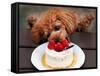 Toy Poodle Eats a Special Christmas Cake Made from Rice Powder and Natural Honey in Tokyo-null-Framed Stretched Canvas