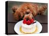 Toy Poodle Eats a Special Christmas Cake Made from Rice Powder and Natural Honey in Tokyo-null-Stretched Canvas