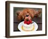 Toy Poodle Eats a Special Christmas Cake Made from Rice Powder and Natural Honey in Tokyo-null-Framed Photographic Print