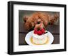 Toy Poodle Eats a Special Christmas Cake Made from Rice Powder and Natural Honey in Tokyo-null-Framed Photographic Print