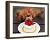 Toy Poodle Eats a Special Christmas Cake Made from Rice Powder and Natural Honey in Tokyo-null-Framed Photographic Print