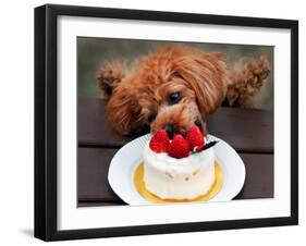 Toy Poodle Eats a Special Christmas Cake Made from Rice Powder and Natural Honey in Tokyo-null-Framed Photographic Print