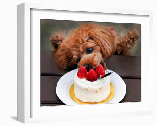 Toy Poodle Eats a Special Christmas Cake Made from Rice Powder and Natural Honey in Tokyo-null-Framed Photographic Print