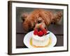 Toy Poodle Eats a Special Christmas Cake Made from Rice Powder and Natural Honey in Tokyo-null-Framed Photographic Print