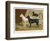 Toy Terrier, White Terrier, Black and Tan Terrier-null-Framed Photographic Print