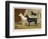 Toy Terrier, White Terrier, Black and Tan Terrier-null-Framed Photographic Print