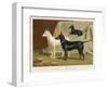 Toy Terrier, White Terrier, Black and Tan Terrier-null-Framed Photographic Print