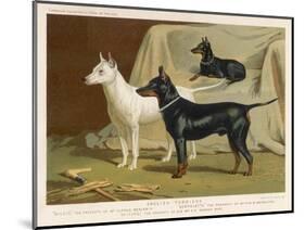 Toy Terrier, White Terrier, Black and Tan Terrier-null-Mounted Photographic Print