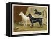 Toy Terrier, White Terrier, Black and Tan Terrier-null-Framed Stretched Canvas