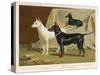 Toy Terrier, White Terrier, Black and Tan Terrier-null-Stretched Canvas