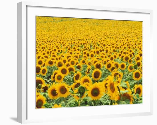 TR/THRACE: SONNENBLUMENFELD-Murat Taner-Framed Photographic Print