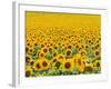 TR/THRACE: SONNENBLUMENFELD-Murat Taner-Framed Photographic Print