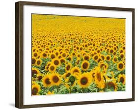 TR/THRACE: SONNENBLUMENFELD-Murat Taner-Framed Photographic Print