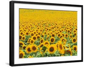 TR/THRACE: SONNENBLUMENFELD-Murat Taner-Framed Photographic Print