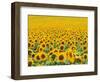 TR/THRACE: SONNENBLUMENFELD-Murat Taner-Framed Photographic Print