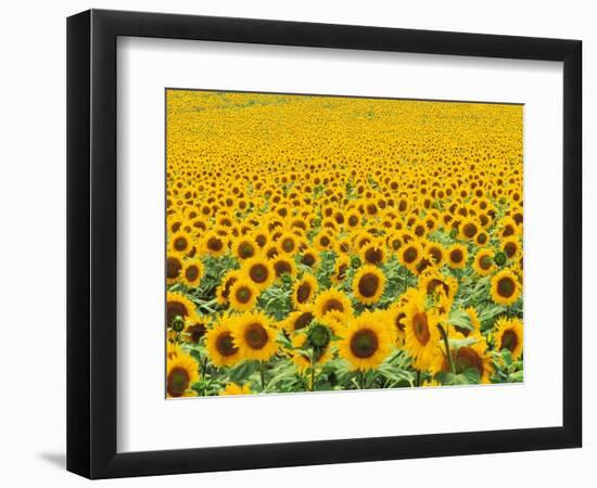 TR/THRACE: SONNENBLUMENFELD-Murat Taner-Framed Photographic Print