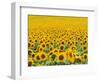 TR/THRACE: SONNENBLUMENFELD-Murat Taner-Framed Photographic Print