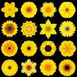 Yellow Concentric Marigold Mandala Flower-tr3gi-Art Print