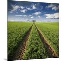 Trace & Trees-Carsten Meyerdierks-Mounted Giclee Print