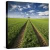 Trace & Trees-Carsten Meyerdierks-Stretched Canvas