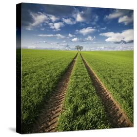 Trace & Trees-Carsten Meyerdierks-Stretched Canvas