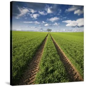 Trace & Trees-Carsten Meyerdierks-Stretched Canvas