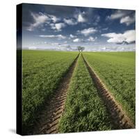 Trace & Trees-Carsten Meyerdierks-Stretched Canvas