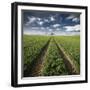 Trace & Trees-Carsten Meyerdierks-Framed Photographic Print