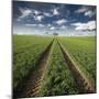 Trace & Trees-Carsten Meyerdierks-Mounted Photographic Print