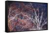 Tracery I-Doug Chinnery-Framed Stretched Canvas