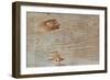 Traces on Wood-chabkc-Framed Photographic Print