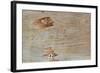 Traces on Wood-chabkc-Framed Photographic Print