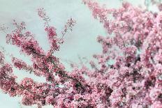 Blossoming Spring-Tracey Telek-Photographic Print