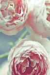 English Roses-Tracey Telek-Photographic Print
