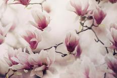 Spring Wonderland-Tracey Telek-Framed Photographic Print