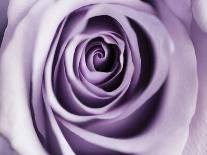 Lavender Bloom-Tracey Telik-Art Print