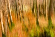 Abstract Shot of Autumnal Woodland in Grasmere, Lake District Cumbria England Uk-Tracey Whitefoot-Photographic Print